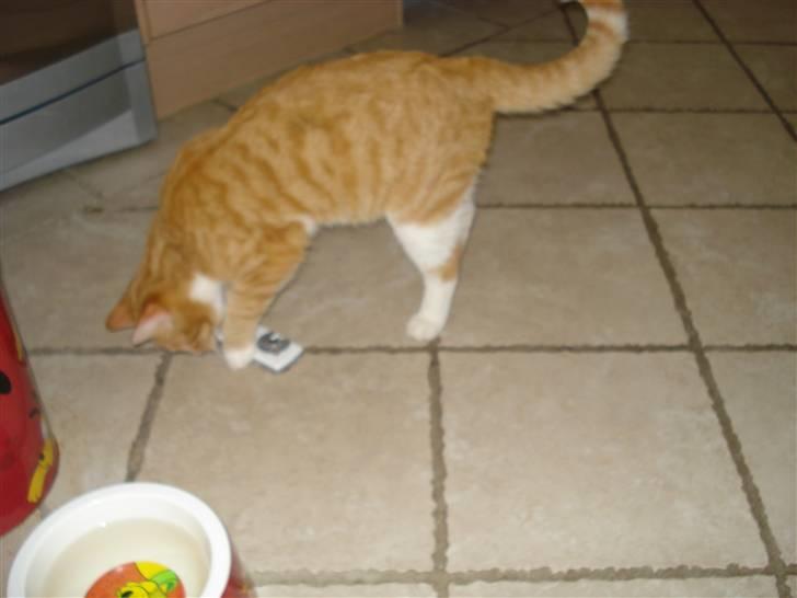 Huskat Mikkel billede 4