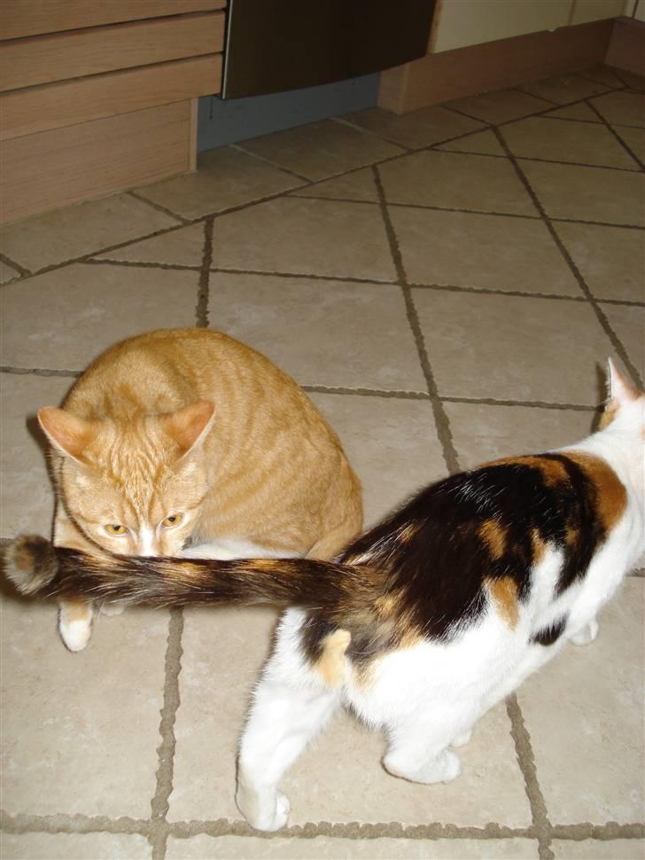 Huskat Mikkel billede 5