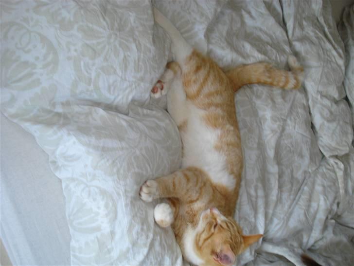 Huskat Mikkel billede 6