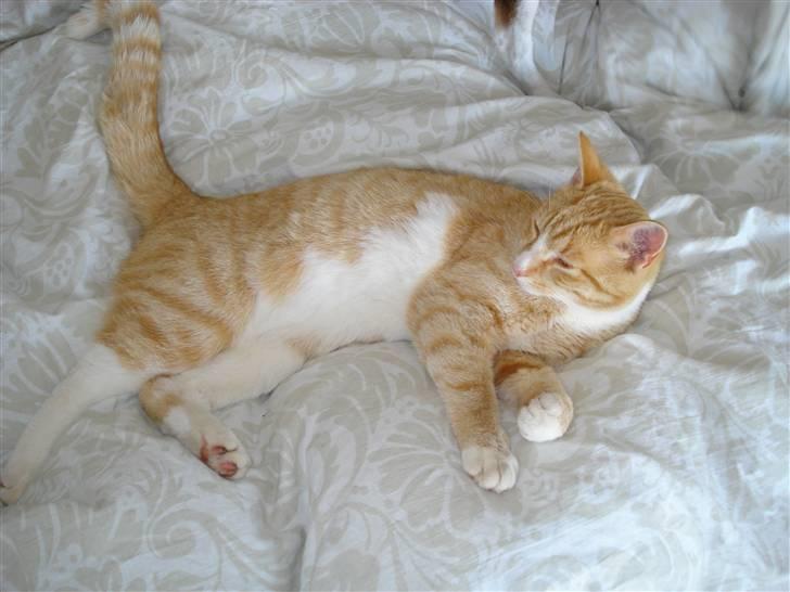 Huskat Mikkel billede 7