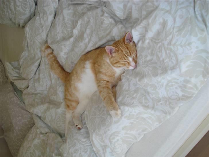 Huskat Mikkel billede 9