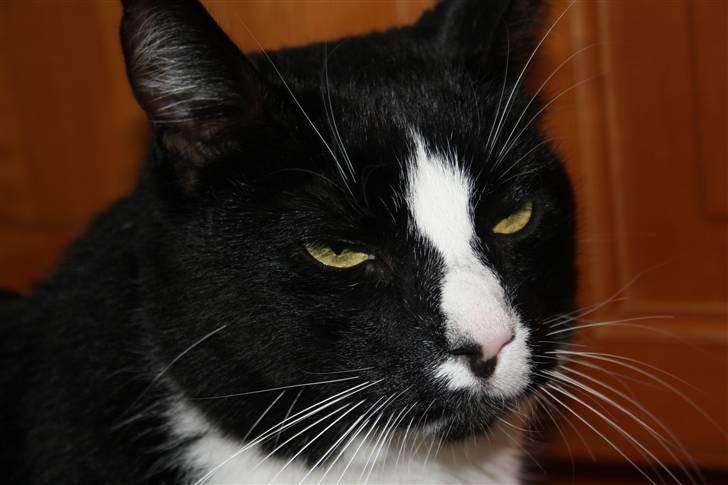 Huskat Felix billede 1