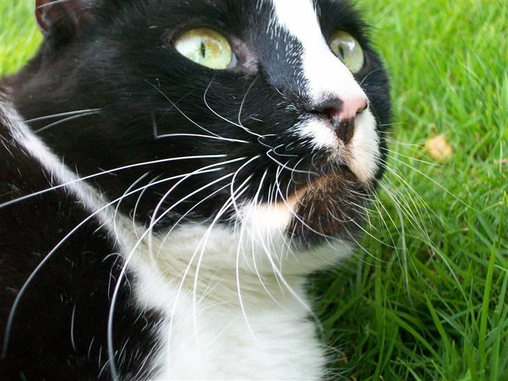 Huskat Felix billede 2