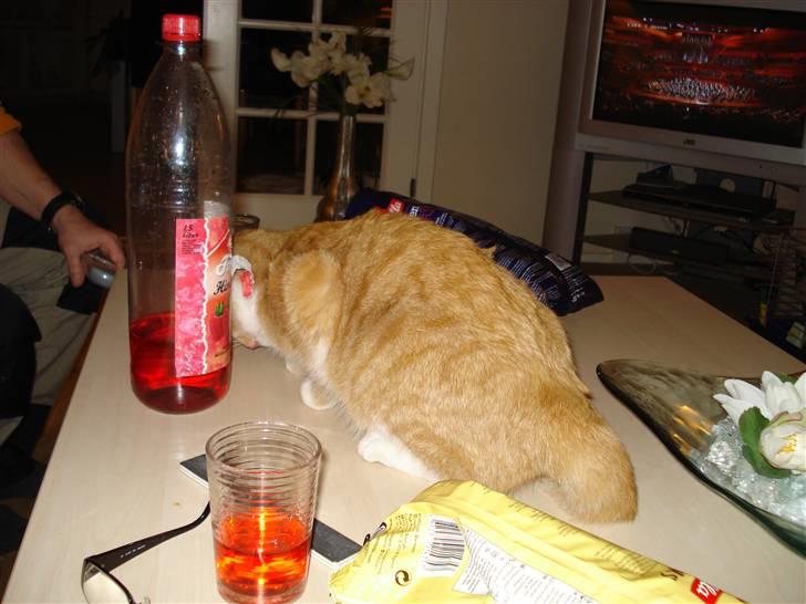 Huskat Mikkel billede 10