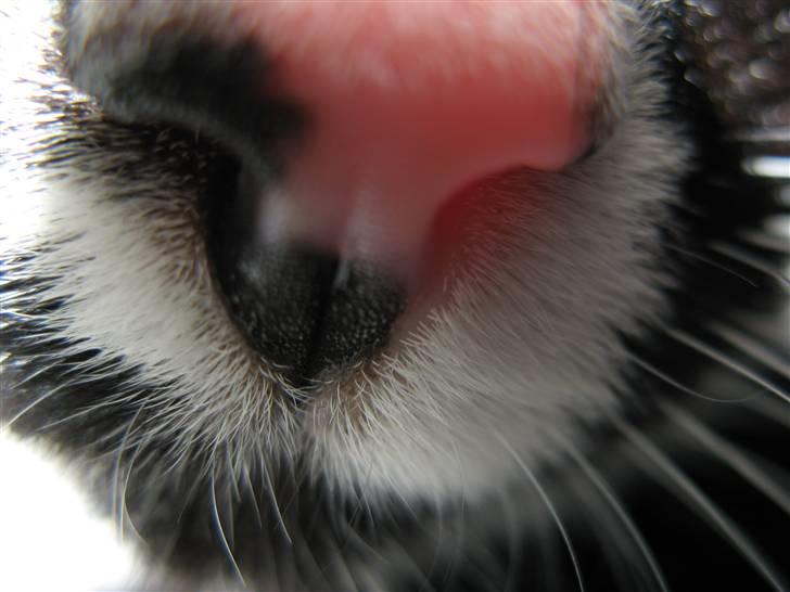 Huskat Felix billede 3