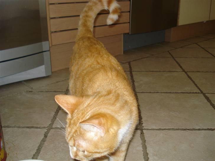 Huskat Mikkel billede 11