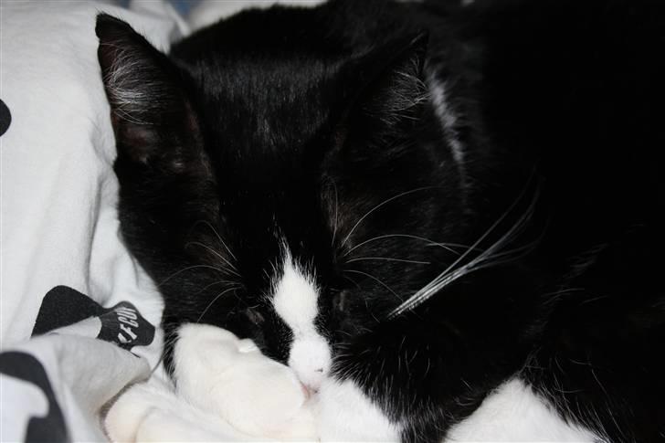 Huskat Felix billede 4