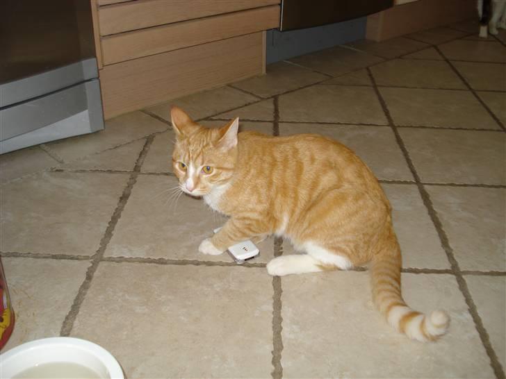 Huskat Mikkel billede 12