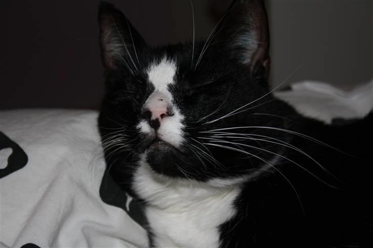 Huskat Felix billede 5