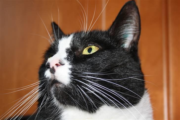 Huskat Felix billede 6