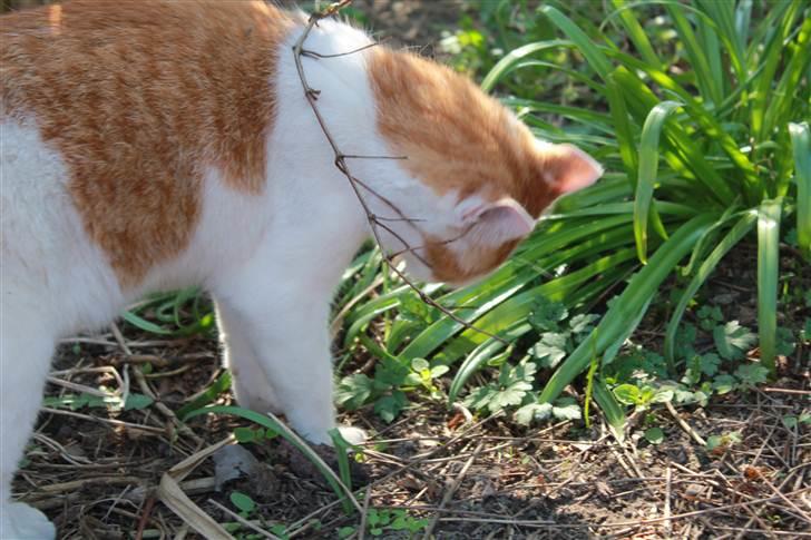 Huskat Snoopey <3 - <3 Elsker dig <3 Billede taget af mig :D billede 11