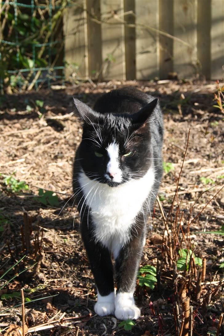 Huskat Felix billede 7