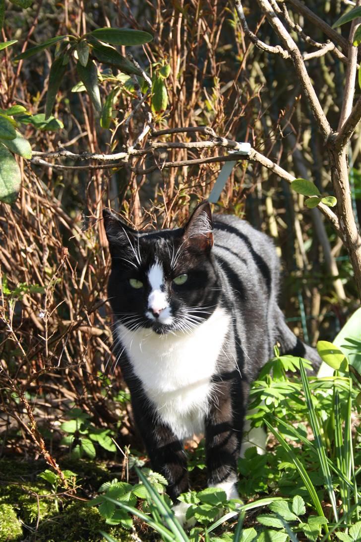 Huskat Felix billede 8