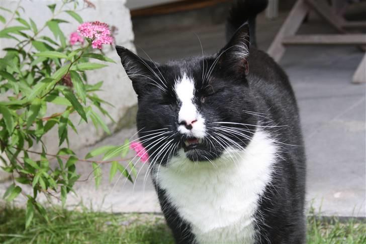 Huskat Felix billede 9