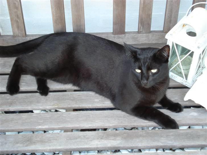 Huskat Sorte (efterlyst) billede 1