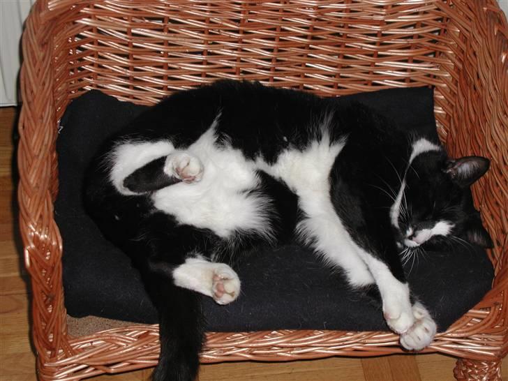 Huskat Felix billede 10