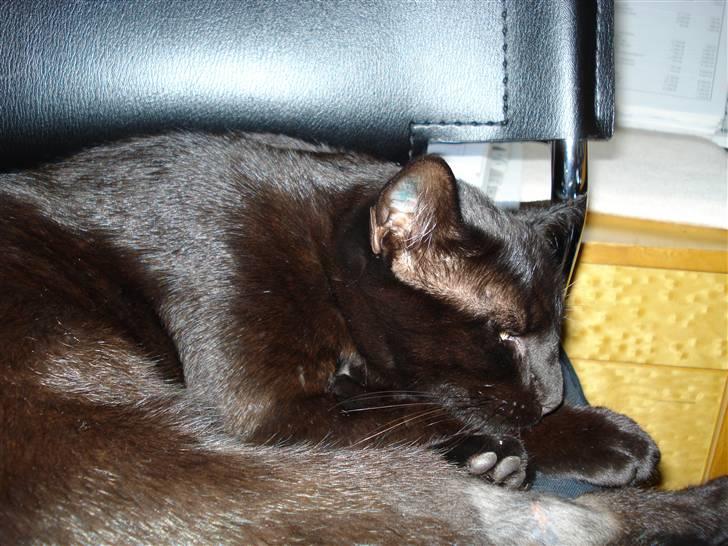 Huskat Sorte (efterlyst) billede 2