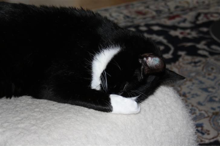 Huskat Felix billede 11