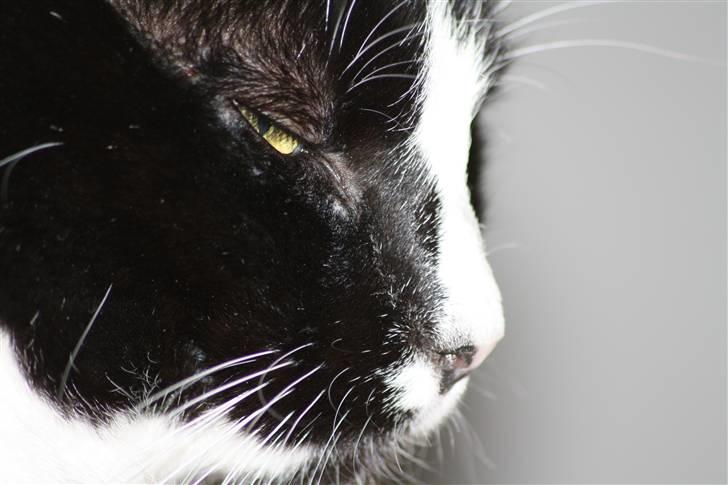 Huskat Felix billede 12