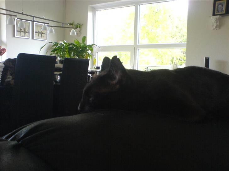 Huskat Sorte (efterlyst) billede 3