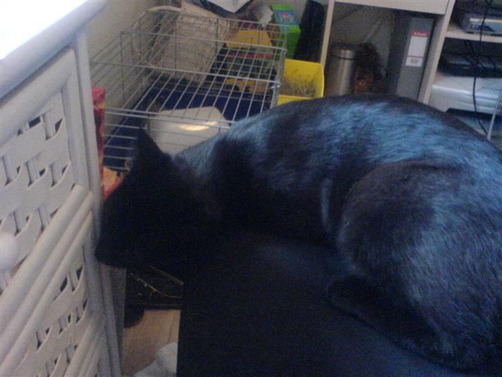 Huskat Sorte (efterlyst) billede 4