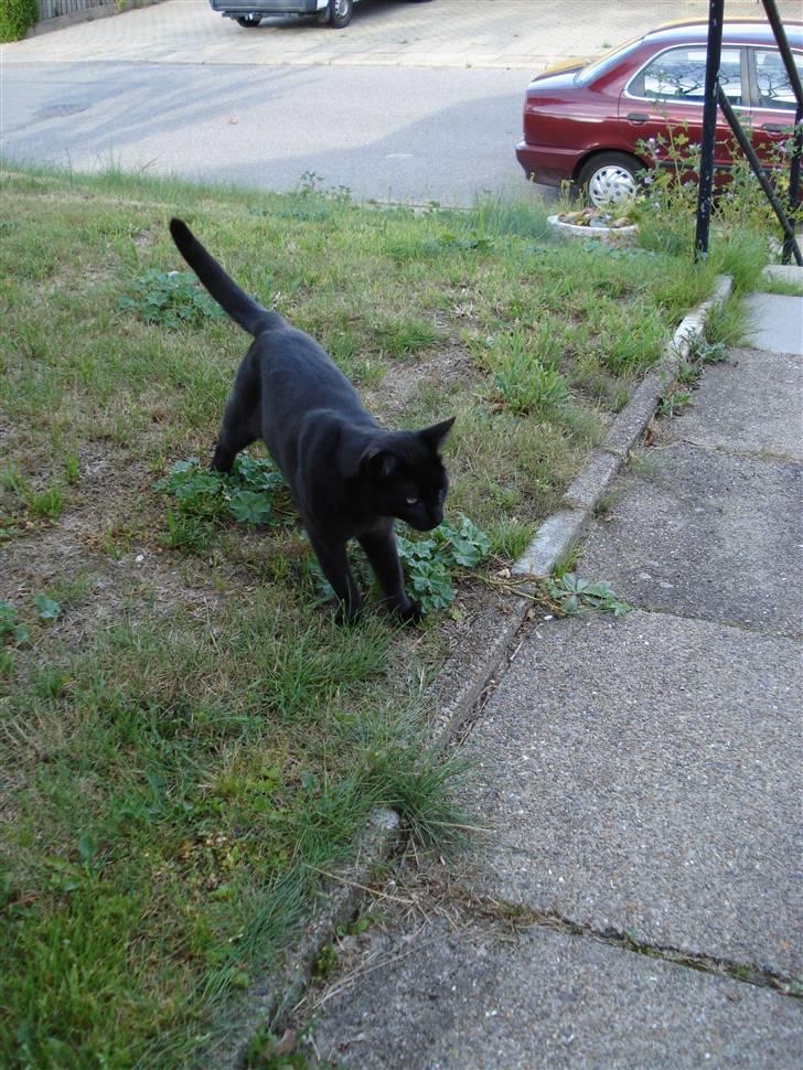 Huskat Sorte (efterlyst) billede 5