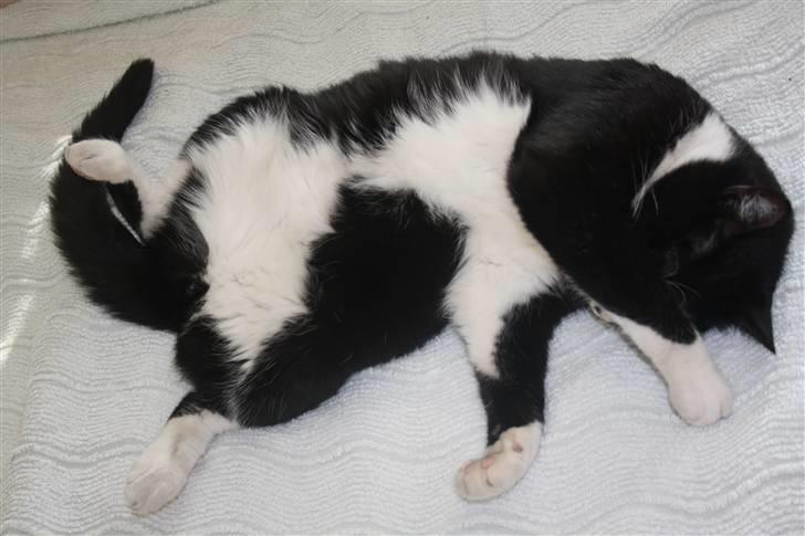 Huskat Felix billede 13