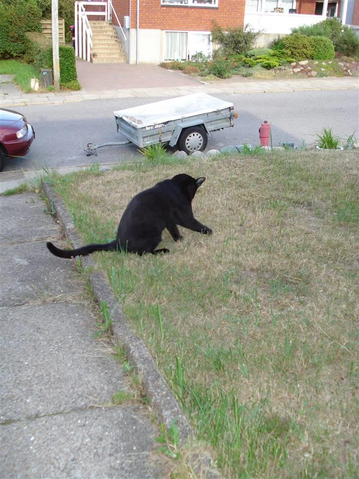 Huskat Sorte (efterlyst) billede 6