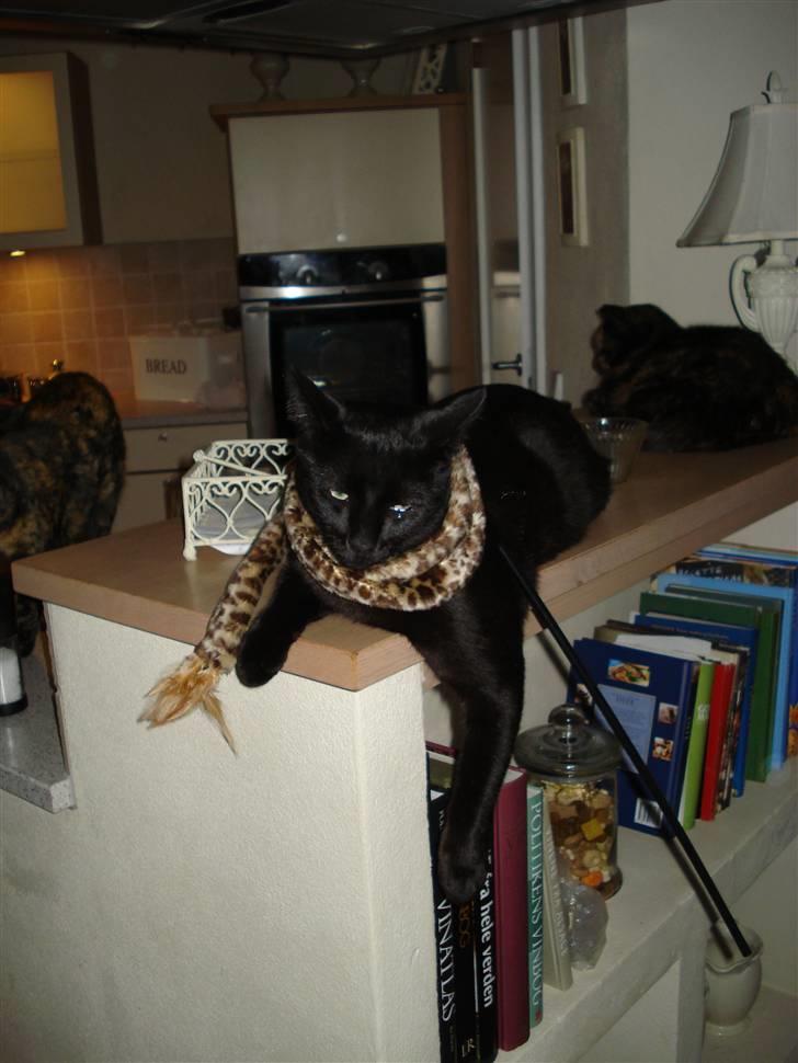 Huskat Sorte (efterlyst) billede 7