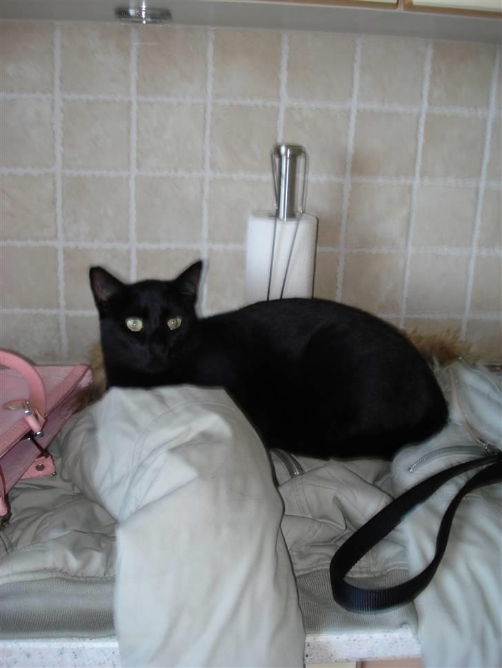 Huskat Sorte (efterlyst) billede 8