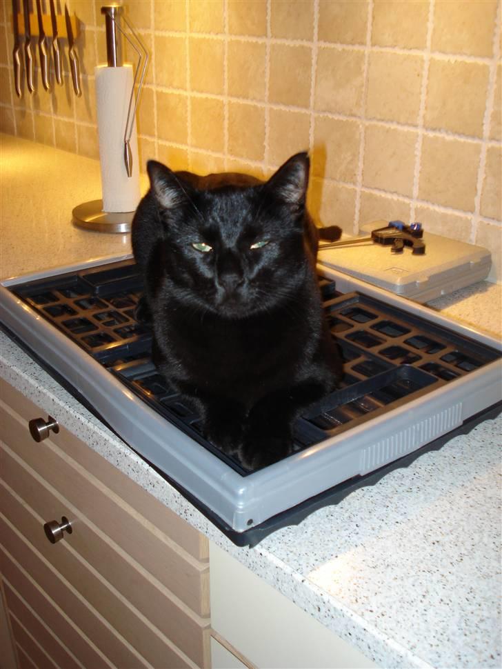 Huskat Sorte (efterlyst) billede 9