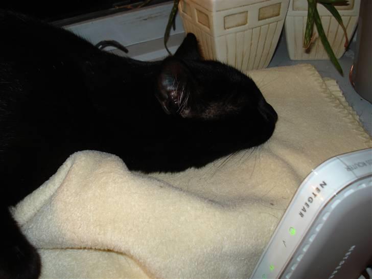 Huskat Sorte (efterlyst) billede 10