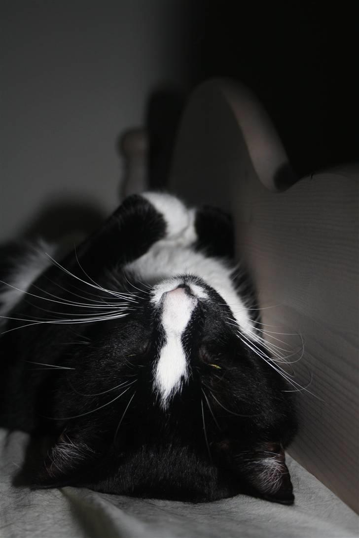 Huskat Felix billede 14