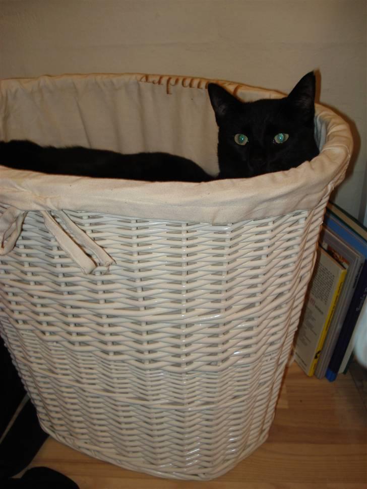 Huskat Sorte (efterlyst) billede 12