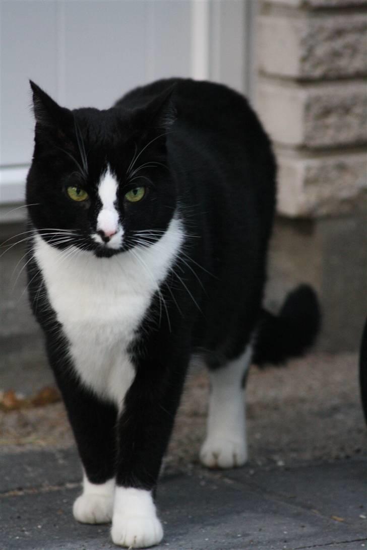 Huskat Felix billede 15