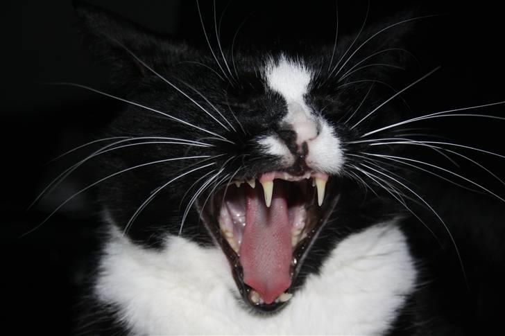 Huskat Felix billede 16