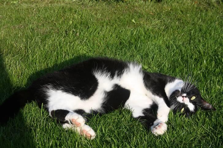 Huskat Felix billede 17