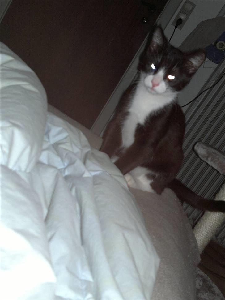 Huskat Morgan - Den onde lille morgan (;  billede 7