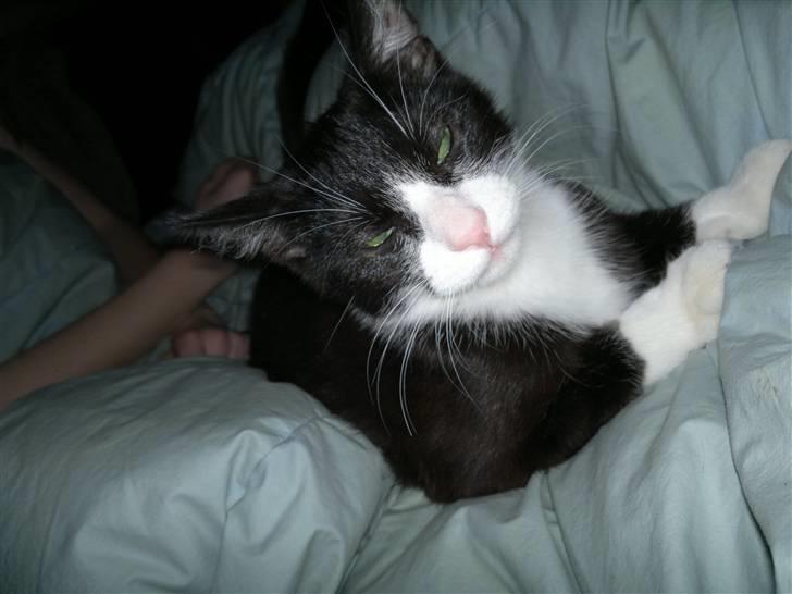 Huskat Morgan billede 10