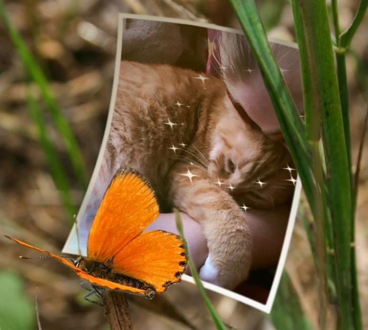 Huskat Mikkel - Han er bare dejlig billede 1