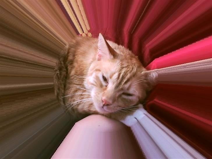 Huskat Mikkel - Min engel billede 2