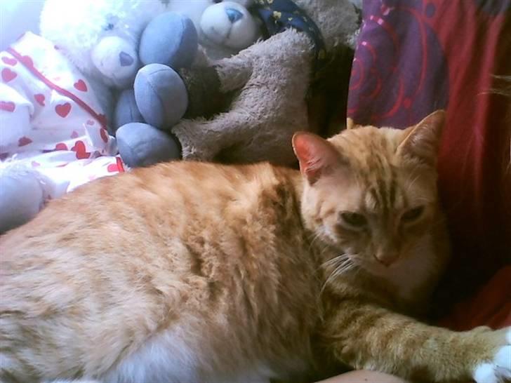 Huskat Mikkel billede 5