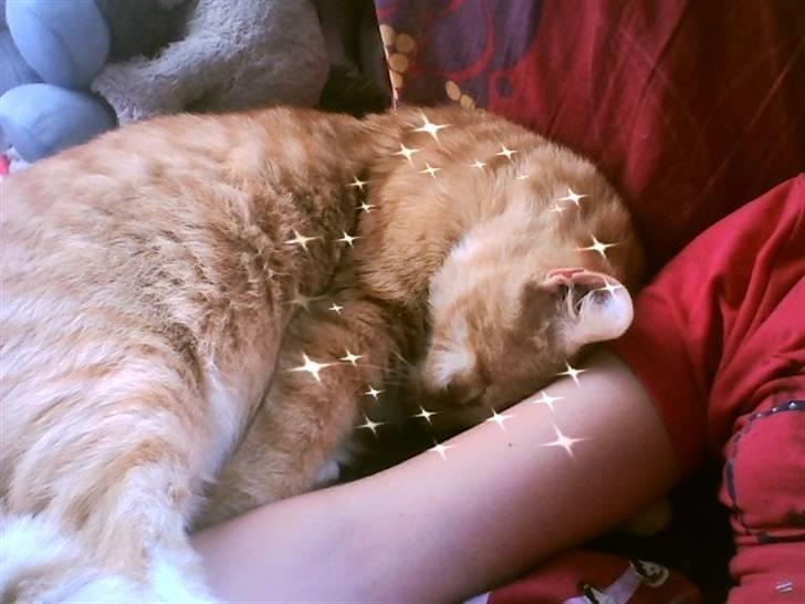 Huskat Mikkel - uhhhhh.....det er bare hygge billede 6