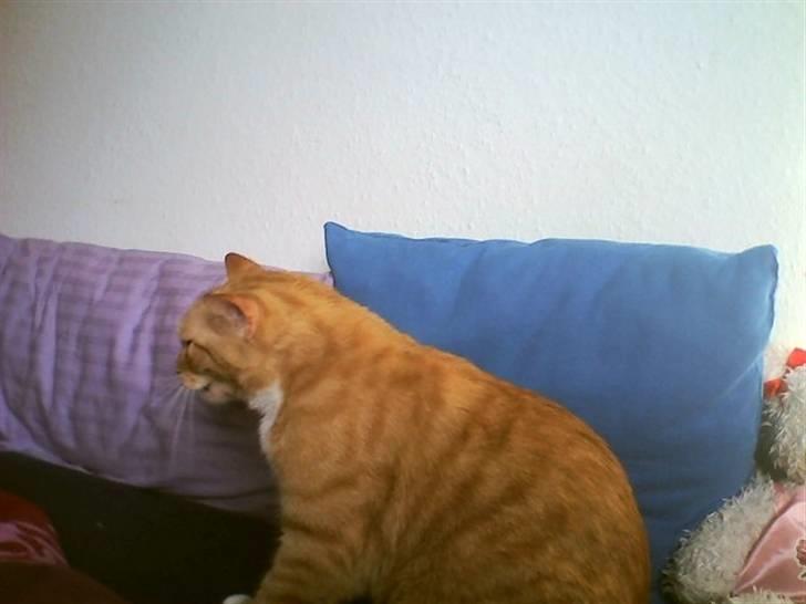 Huskat Mikkel billede 7