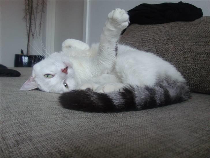 Huskat Walter - Sisses Kat billede 6