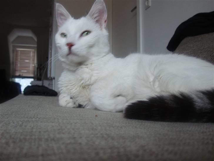 Huskat Walter - Sisses Kat billede 7