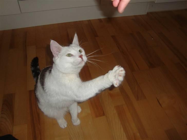 Huskat Walter - Sisses Kat billede 8