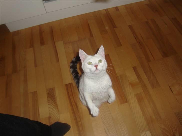 Huskat Walter - Sisses Kat billede 9