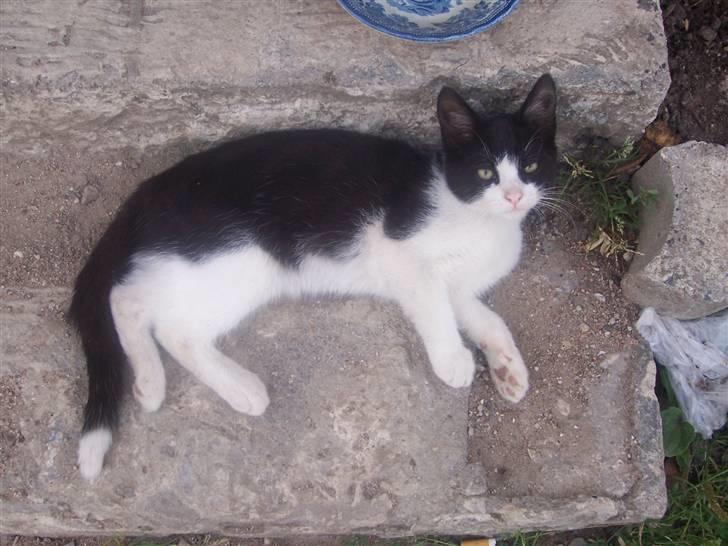 Huskat Gismo billede 1