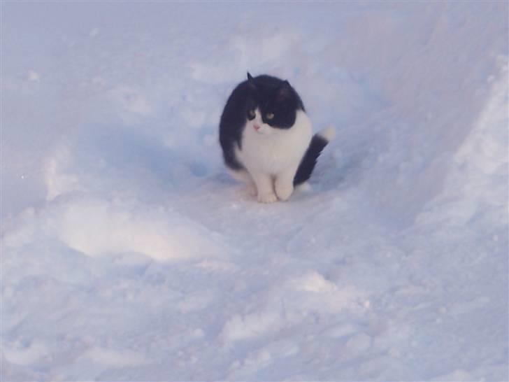 Huskat Gismo billede 2